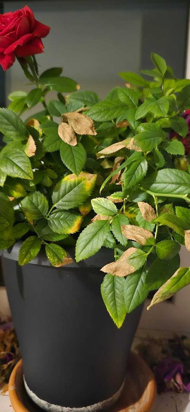 화분 노랗게 변함 원인 영양부족 과습해결 비료주기 조절 방법_3