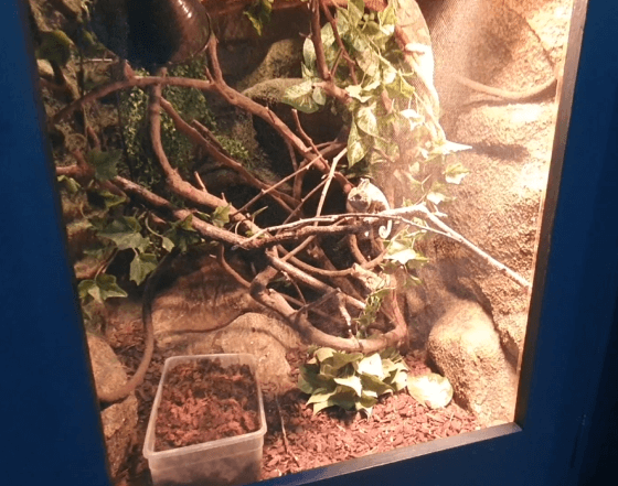 실내동물원-카멜레온