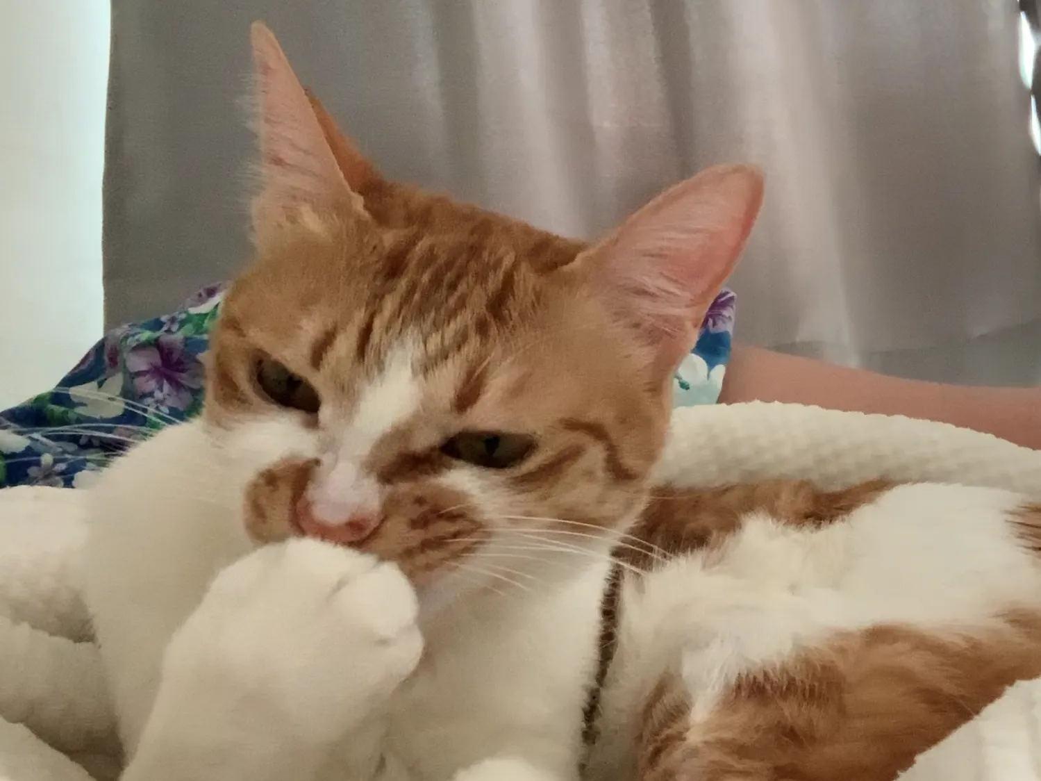 고양이가 발 핥는 이유_6