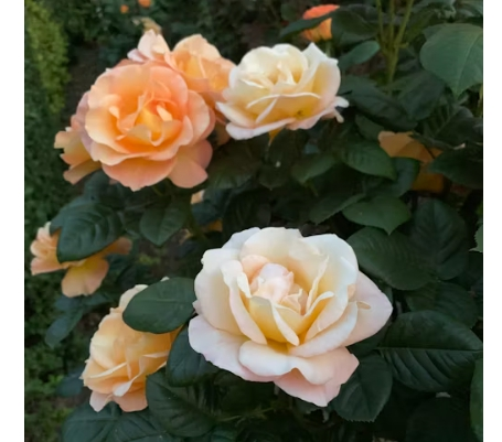 2025 장미꽃 축제