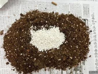 마사토 배합 비율 배수력개선 분갈이기본 시니어도 쉽게_2