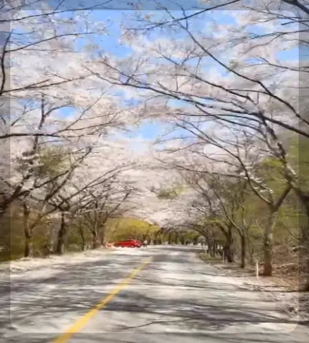 정읍 벚꽃축제_1