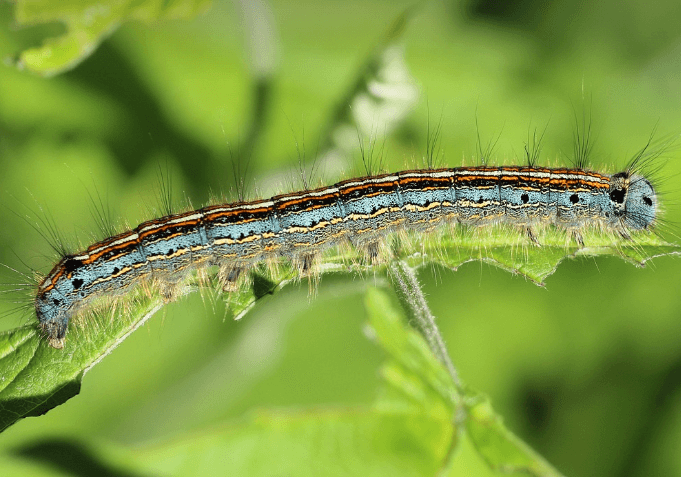 송충이 꿈해몽 풀이