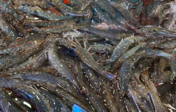 소래포구 생대하