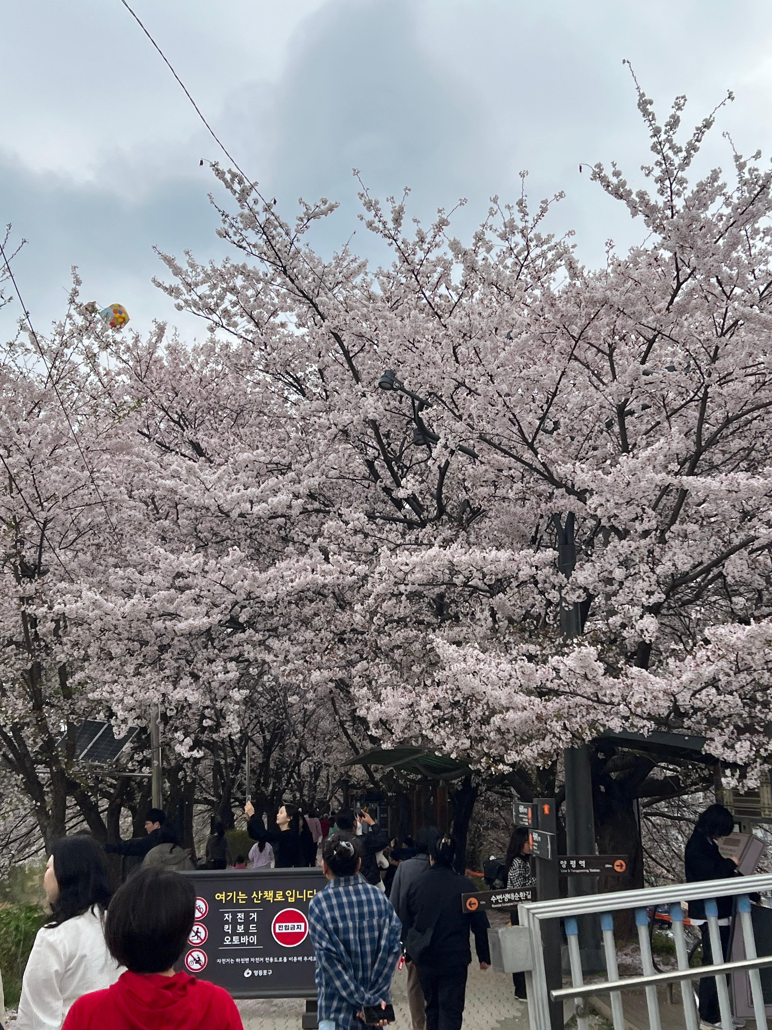 안양천 오목교 근처 벚꽃길 관련 사진