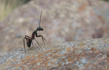 개미가 나오는 꿈