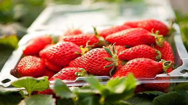 하나 딸기 체험