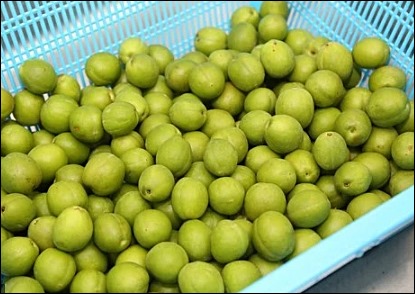 매실액기스 부작용 5