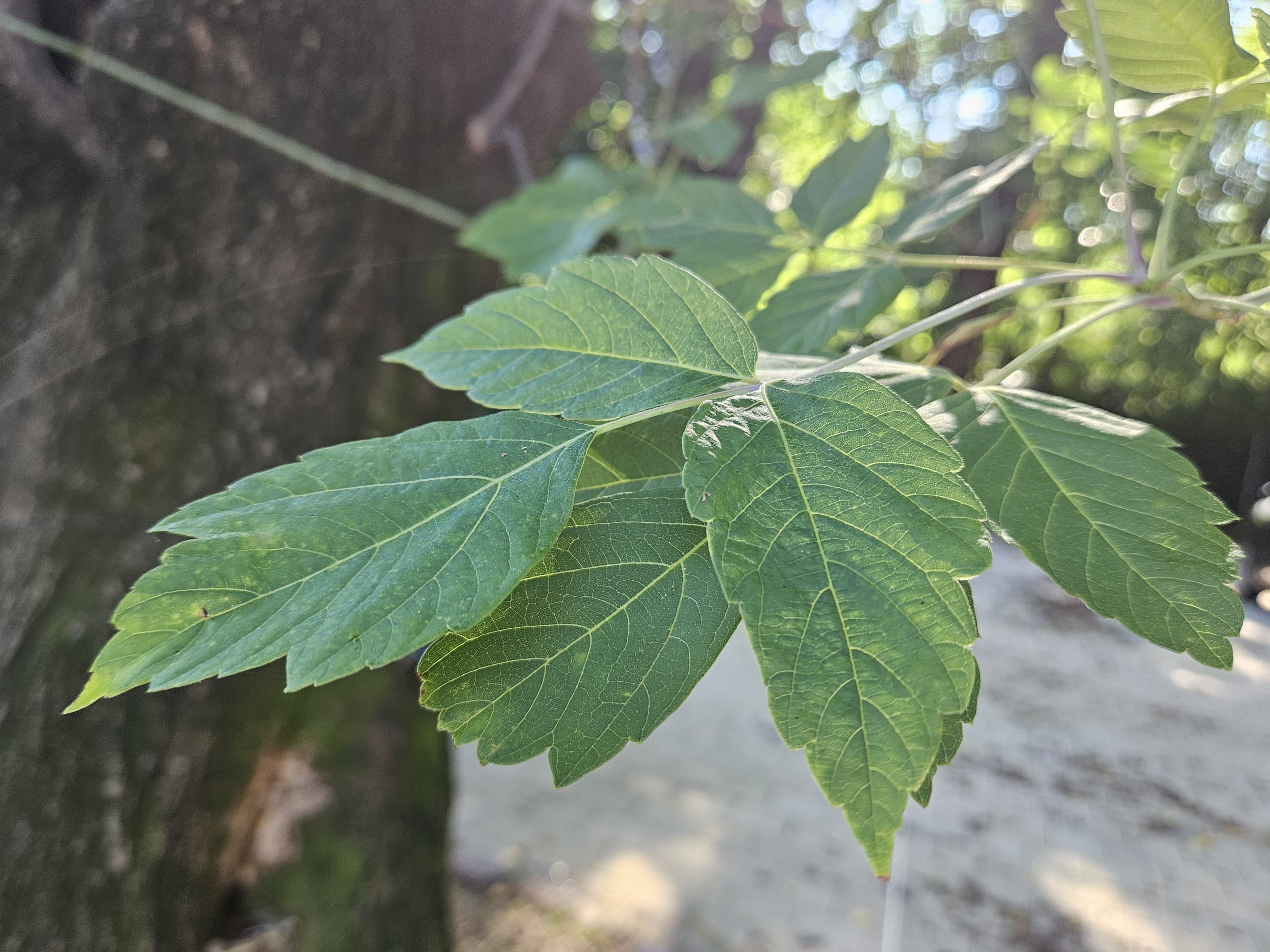 네군도단풍 잎2