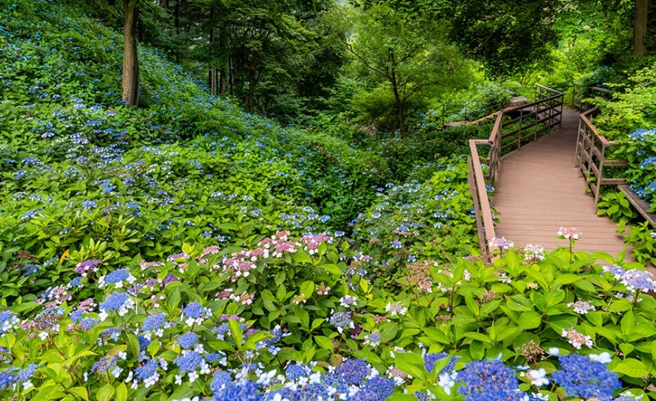 화담숲 예약하기