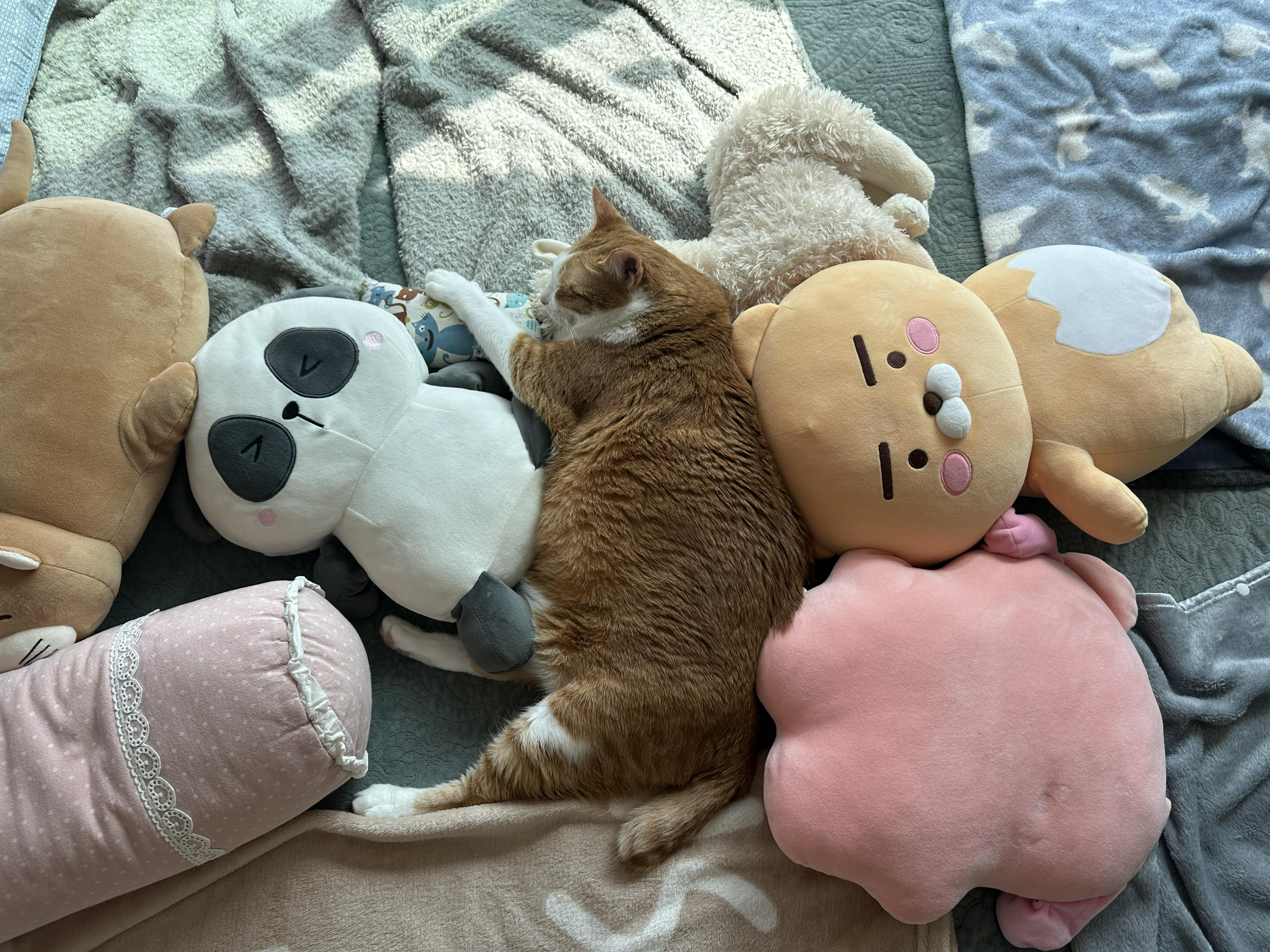 침대위_인형들_사이에서_자는_치즈냥이_호야_1