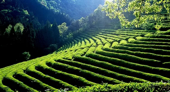 보성 녹차밭
