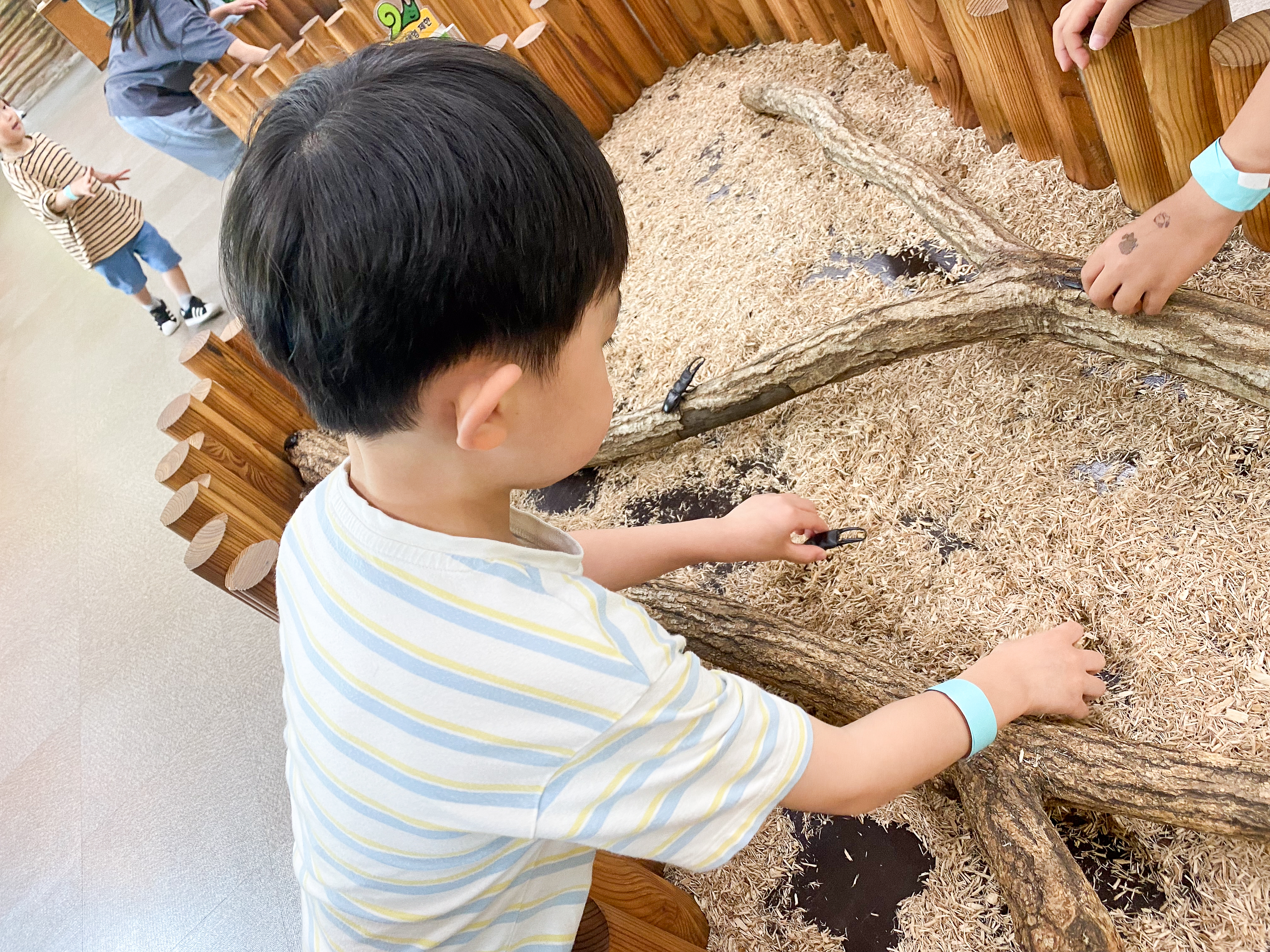 사슴벌레를 톱밥 속에 숨겨보기
