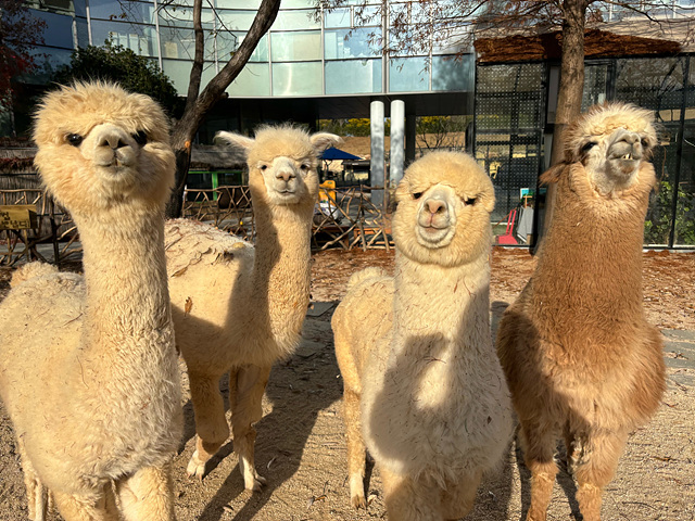 순천만국가정원 어린이 동물원 서문 순천여행 24년 11월 사진