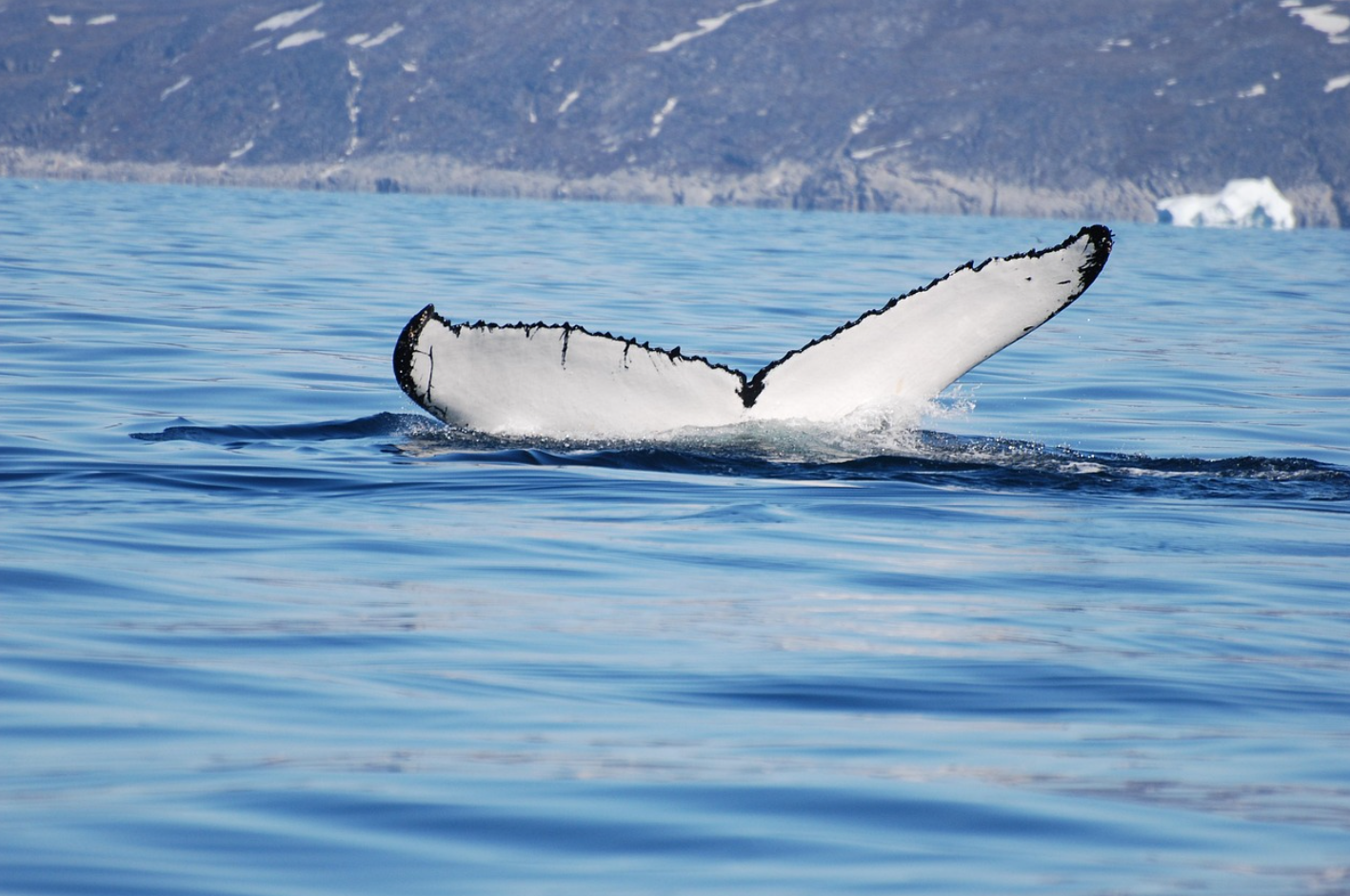 지구상에서 가장 큰 동물, &lsquo;대왕고래(흰긴수염고래)&rsquo; 거대한 생명의 역사와 회복의 기록