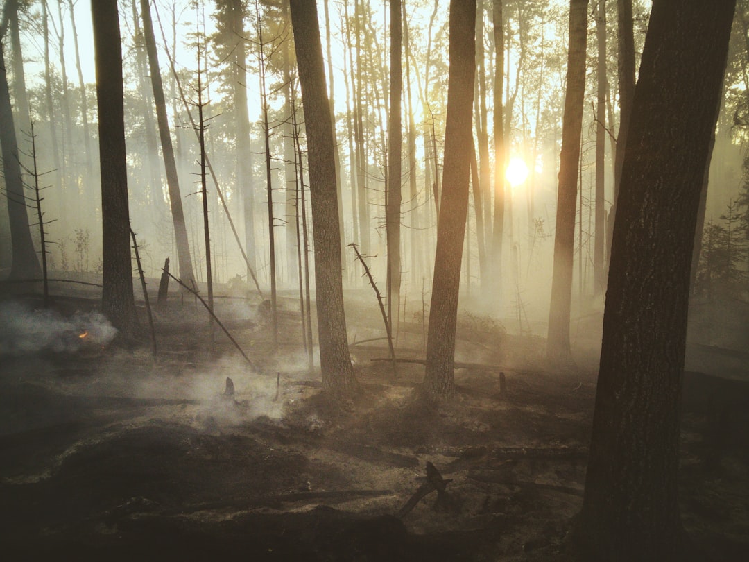 Wildfire