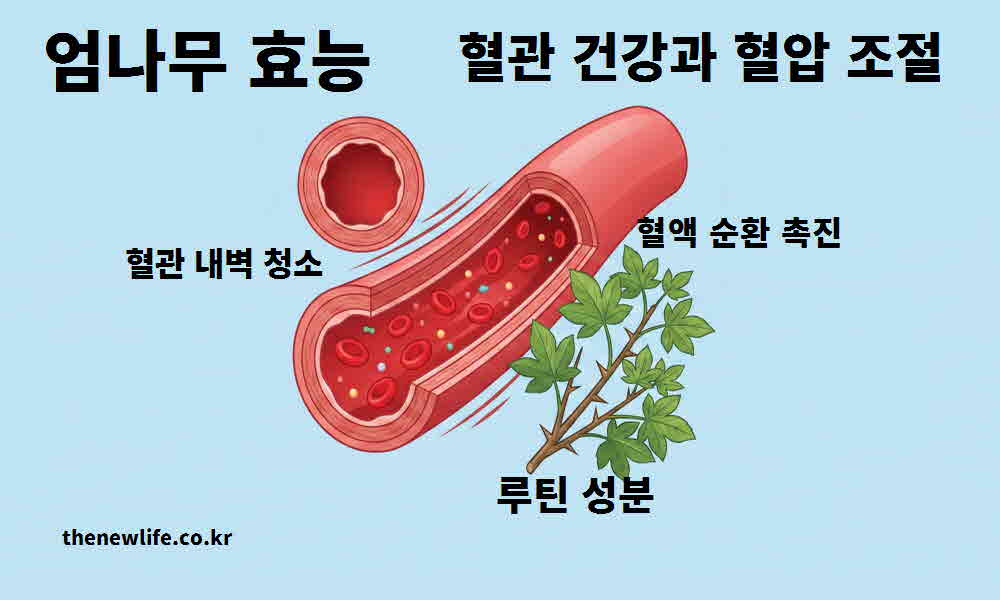 엄나무 효능 혈관 건강 혈압 조절