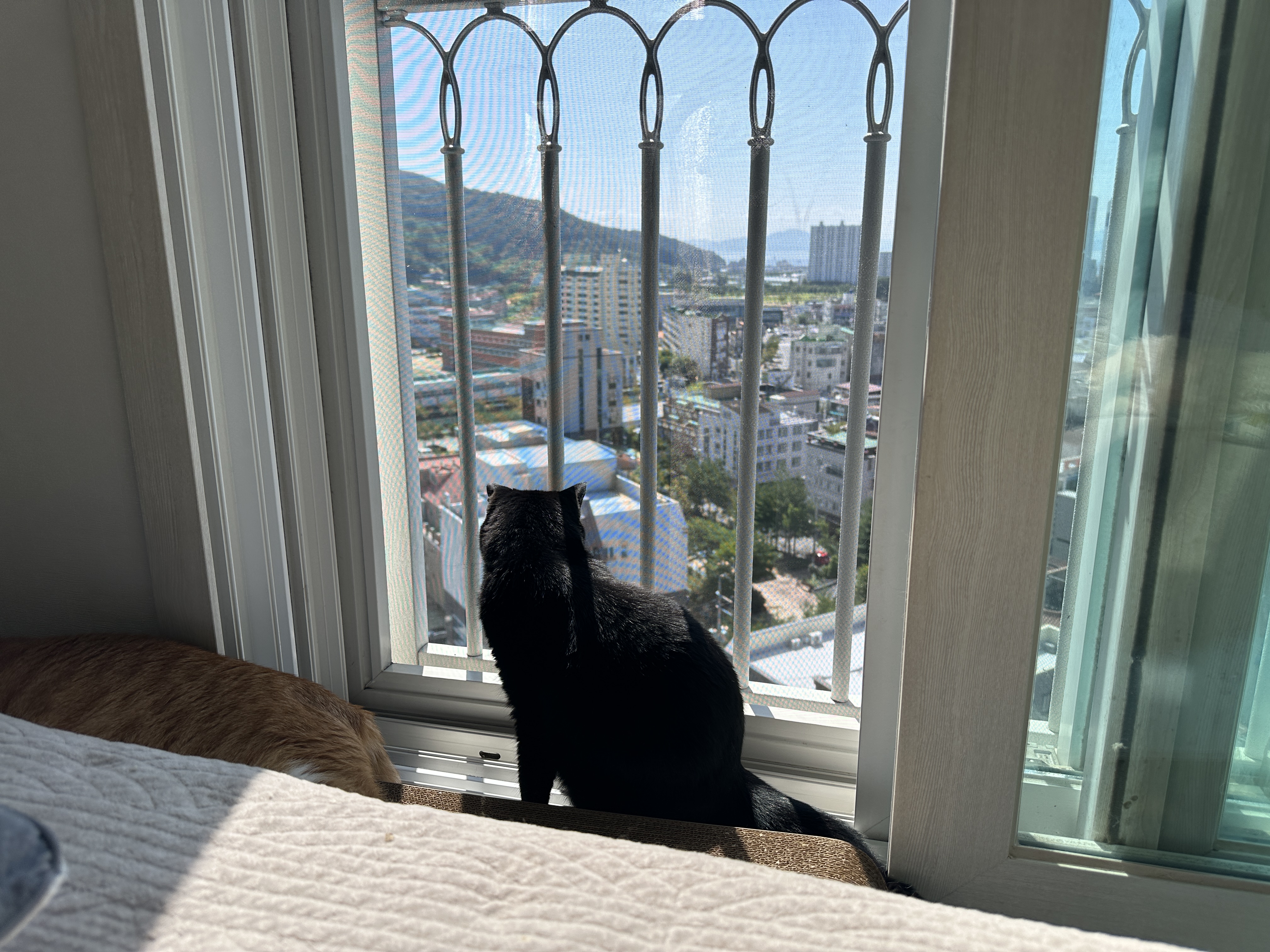 가을아침에_햇살_받고_있는_건이