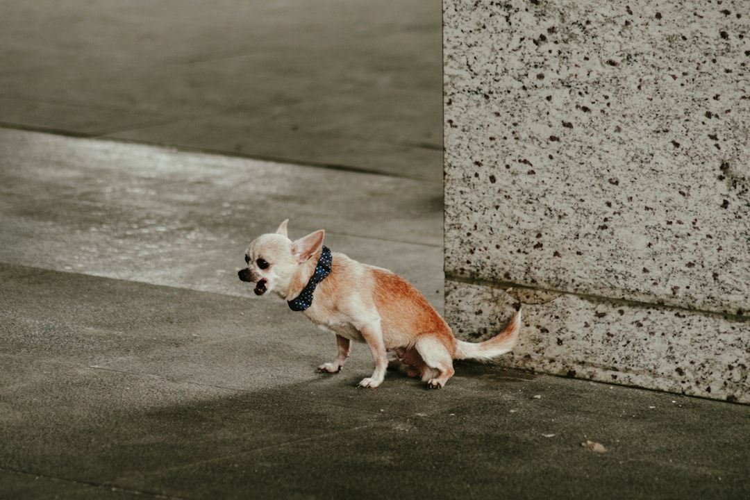 Dog.