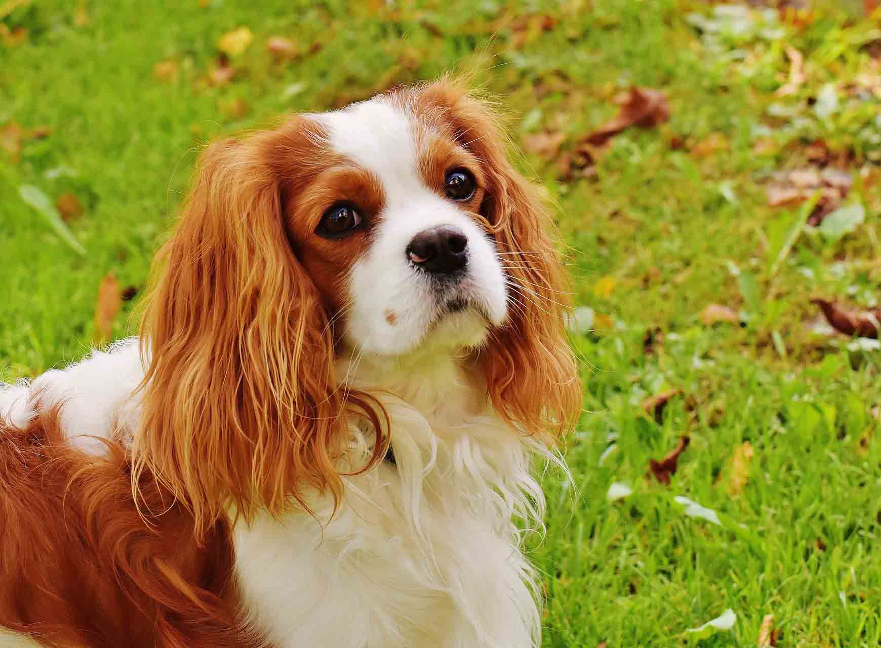 카발리에 킹 찰스 스패니얼