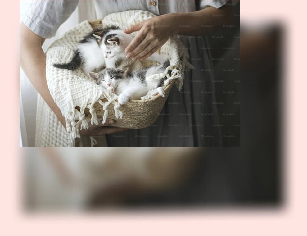 새끼 고양이 목욕_1_subsection