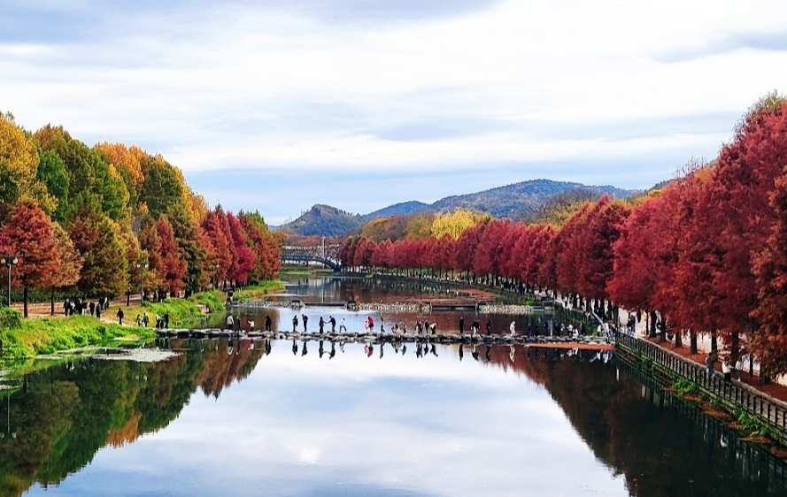 담양 관방제림 가을