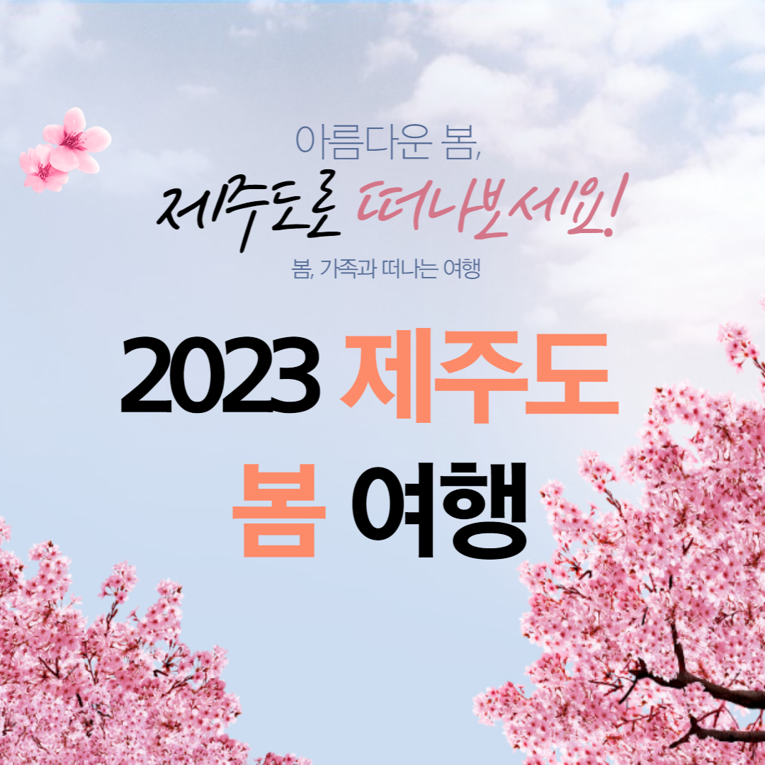 제주 벚꽃