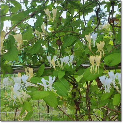 인동덩굴 효능 및 복용법과 부작용