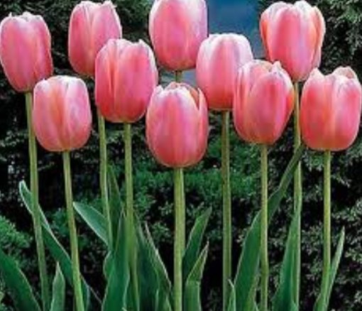 태안 튤립축제1