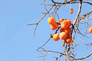 단감 효능, 부작용, 보관법 총정리