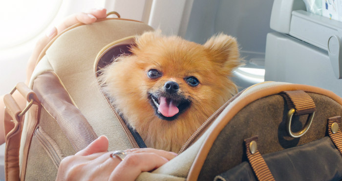 인천공항 내 반려동물 동반 시 유의사항