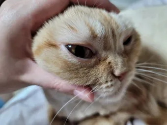 고양이 주요 눈 질환 7가지 증상 원인 치료법_22