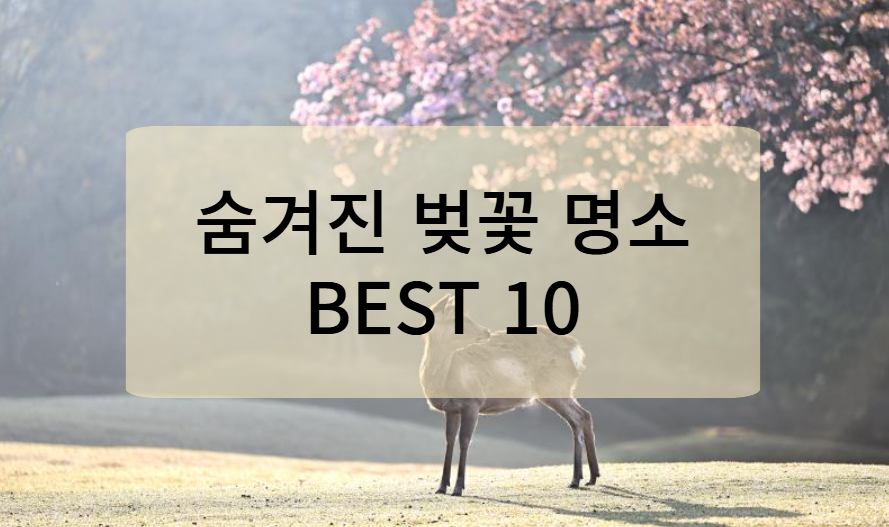 숨겨진 벚꽃 명소 BEST 10