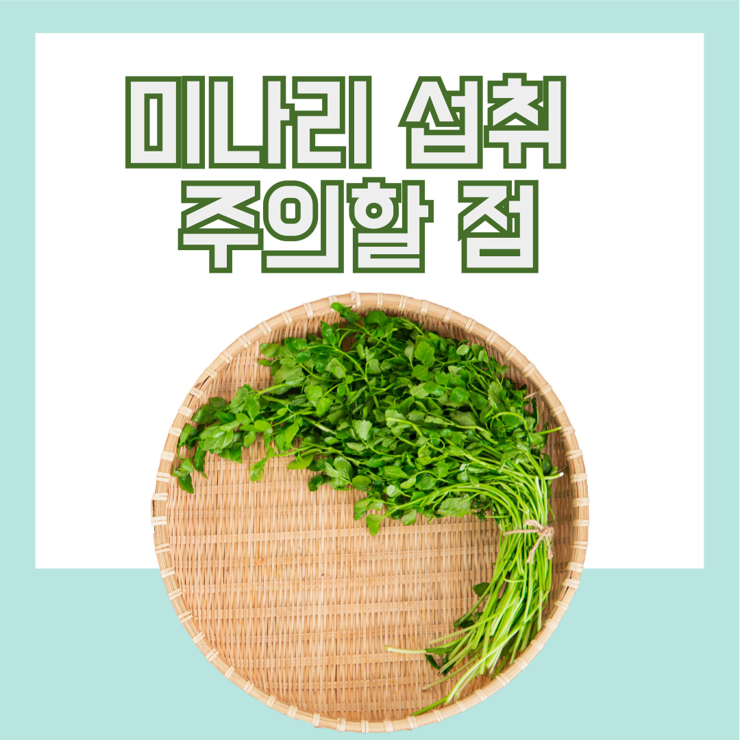 미나리 섭취-주의할 점
