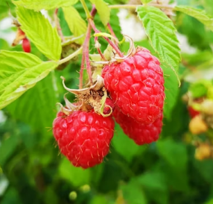 백내장에 좋은 음식 영양제 식단