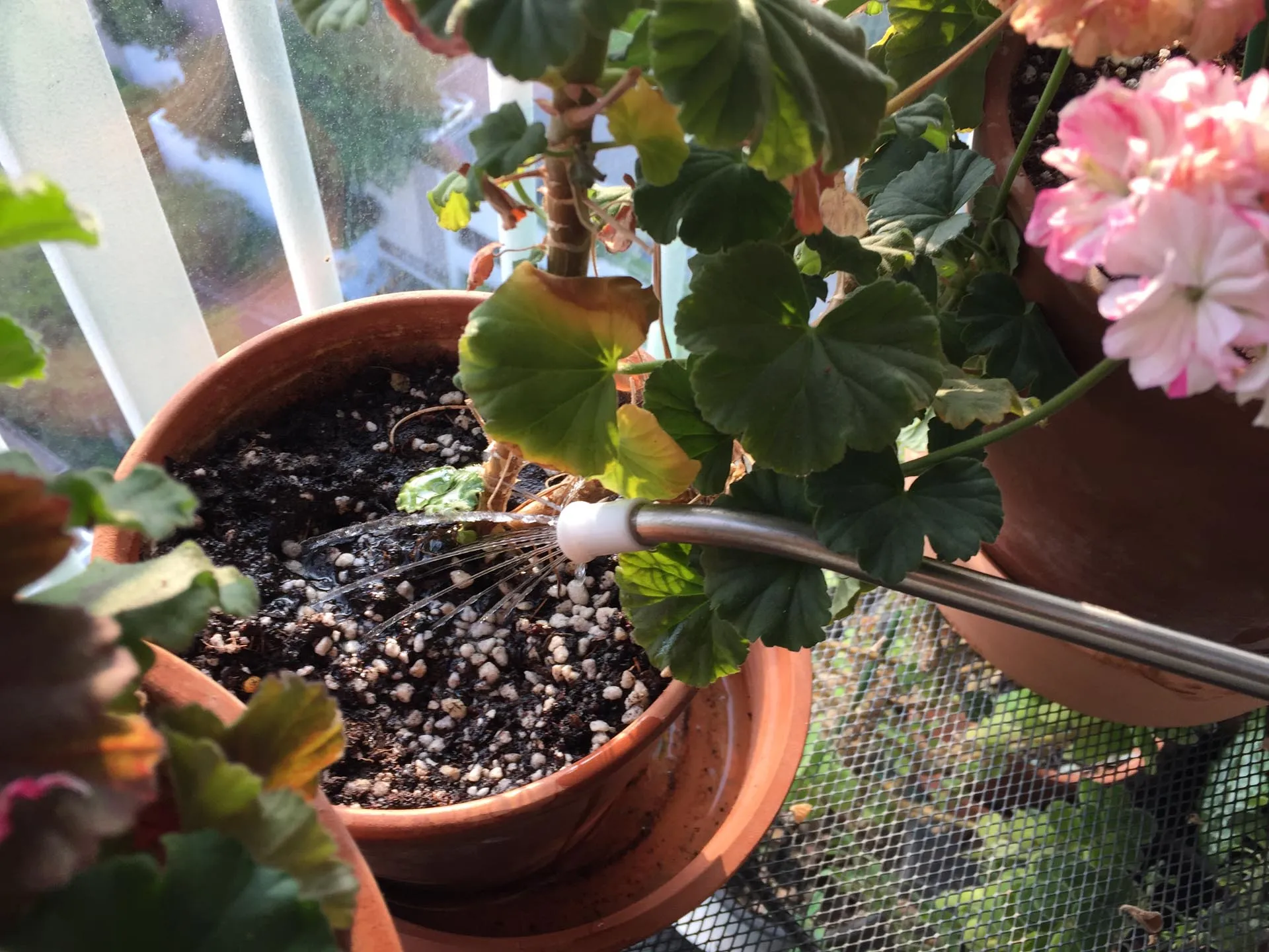 실내식물 물 주는 시간대 아침저녁차이 과습예방 통풍맞춰 관리_2