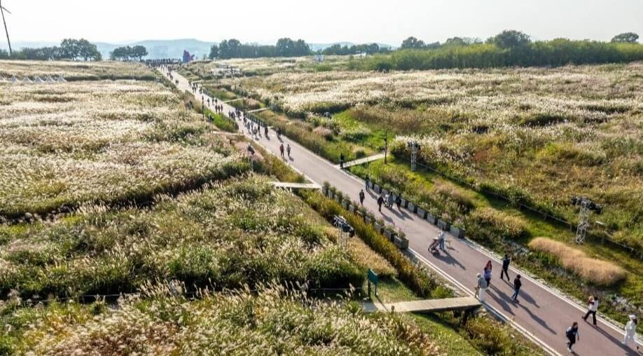 서울 하늘공원 서울 억새 축제