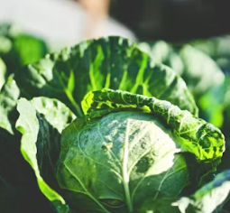 비타민C 많은 음식 (식품 과일 채소)