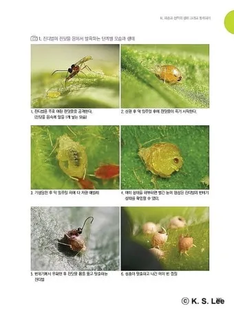 병해충 천적 활용 무당벌레 기생벌 끈끈이트랩 친환경 방제_14