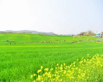 고창 청보리밭 축제_3