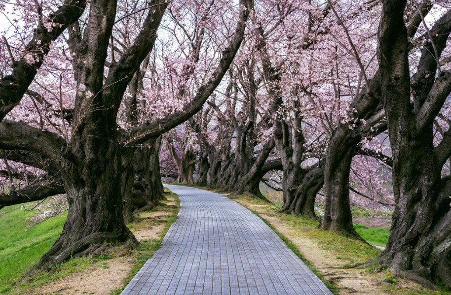 2. 강릉 경포호 벚꽃길