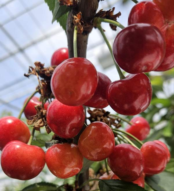 체리 효능 5가지, 놀라운 건강 비밀