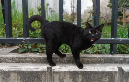 무언가를 호소하는 검은 고양이.