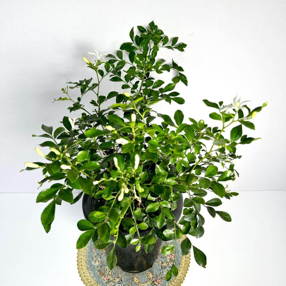 오렌지자스민 키우는법