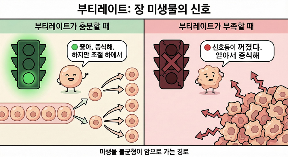 부티라이트, 미생물증식, 장내세균, 장내불균형