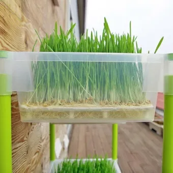 새싹보리 재배 발아 온도 물 분무 수확 시기_32