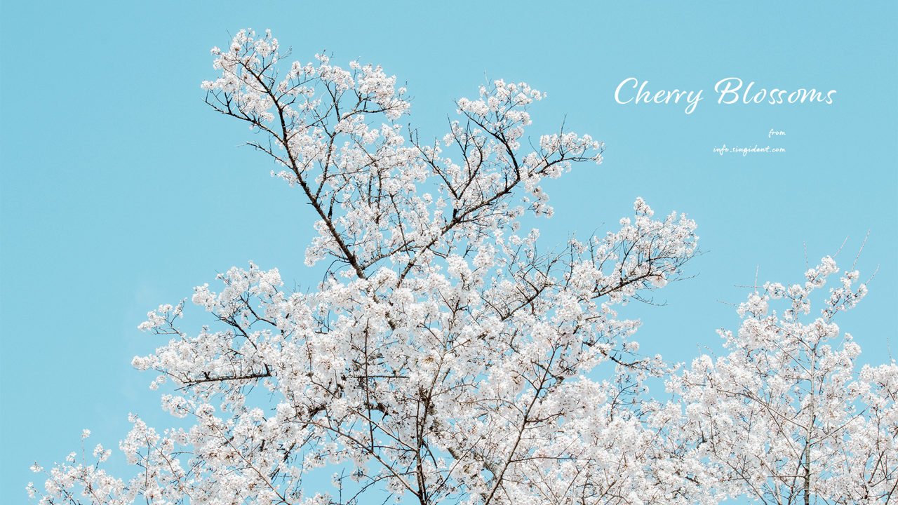 04 흰색 벚꽃나무 C - Cherry Blossoms 꽃배경화면