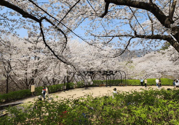 자락길-벚꽃-이미지