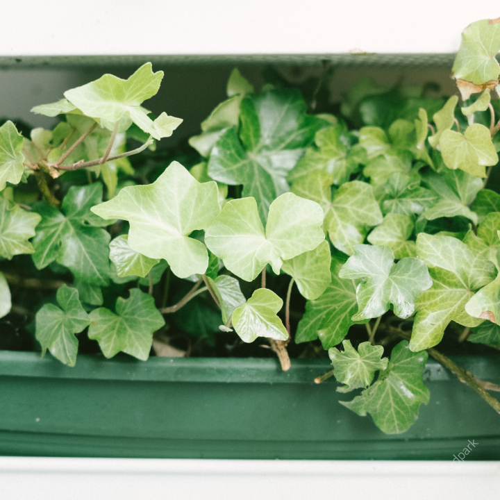 공기 청정 식물 best10