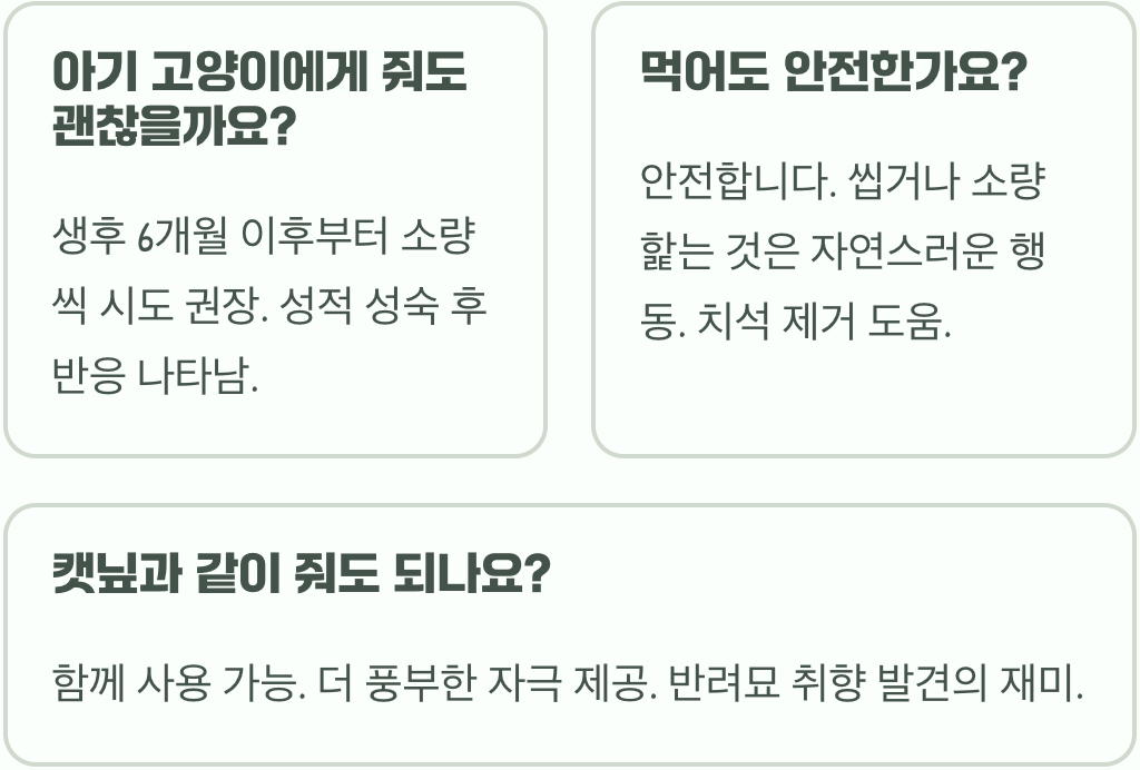 고양이 마약? 마따따비&amp;#44; 캣닢보다 강력한 이유와 효과 (과학적 원리)